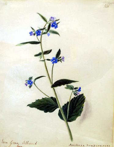 Botanical illustration of Anchusa Semperviren aka Green Alknet by Emily Stackhouse. It has a long, hairy stem with forget-me-not blue flowers at the top.