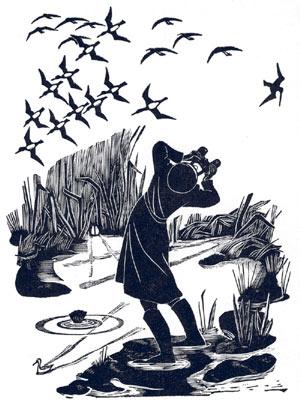 A woodcut of a birdwatcher by Hilda Quick. The birdwatcher is leaning backwards with their binoculars to their eyes as they watch birds swoop around them. 